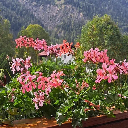 Haus Am Kurgarten - Seeberg * Bayrischzell
